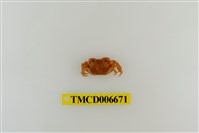 藏品(絨毛近方蟹)的圖片